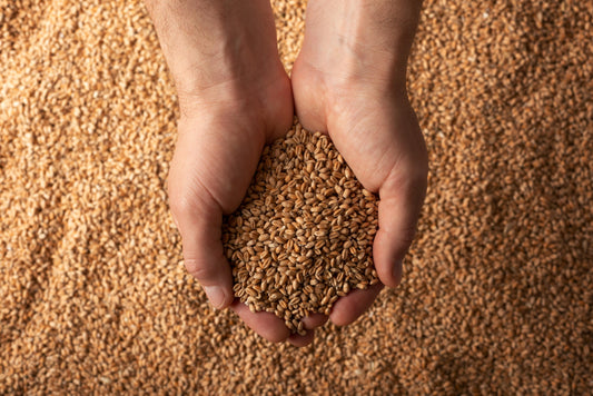 Grain Level Sensor